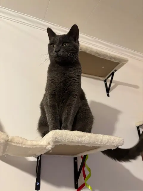 chatte lost   85500 Les Herbiers Iris
