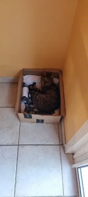 chatte lost   85270 Saint-Hilaire-de-Riez isis