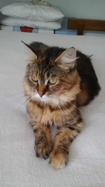 chatte lost   85000 La Roche-sur-Yon Jessie