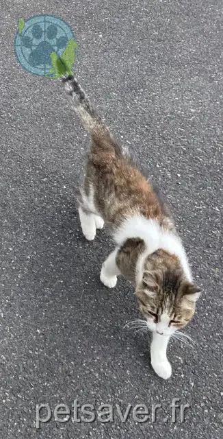 kat vermist 85310 La Chaize-le-Vicomte Juliette kat lost 85310 La Chaize-le-Vicomte Juliette