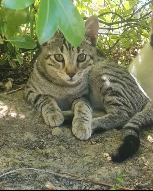 chatte lost   85800 Saint-Gilles-Croix-de-Vie June