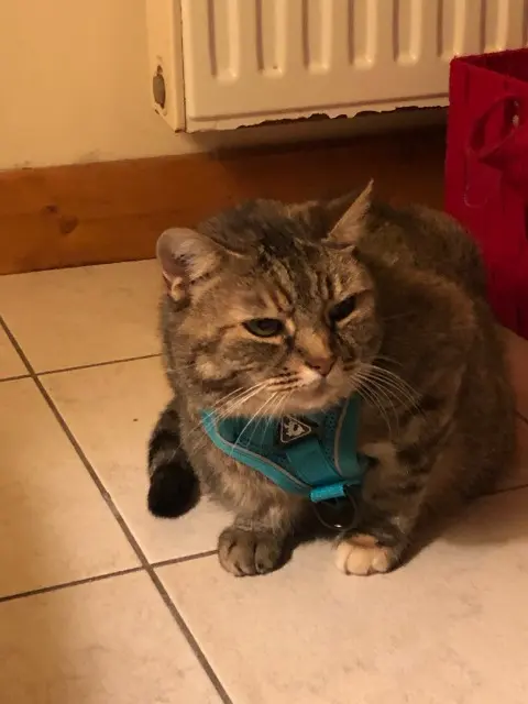 chatte lost    Les Sables-d'Olonne Kenzo