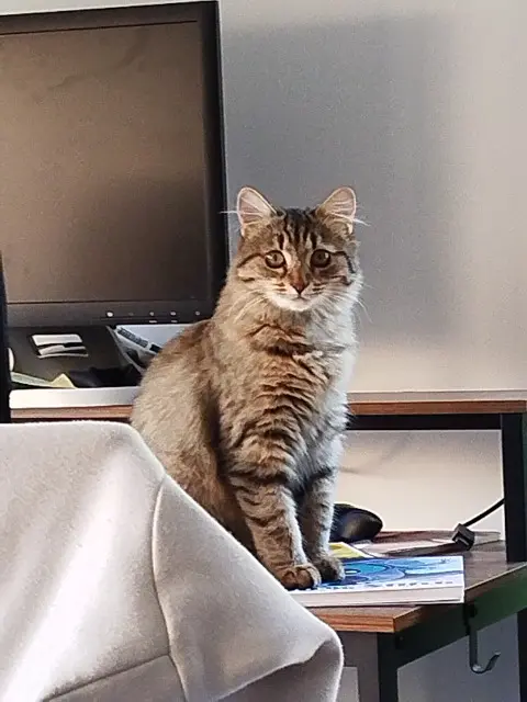 chatte lost   85540 Moutiers-les-Mauxfaits Kiara