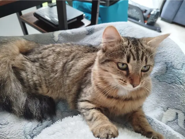 chatte lost   85540 Moutiers-les-Mauxfaits Kiara