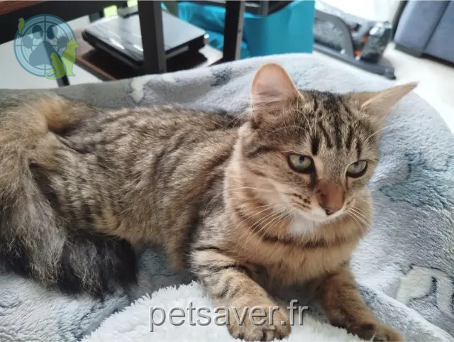gata perdida 85540 Moutiers-les-Mauxfaits Kiara gata lost 85540 Moutiers-les-Mauxfaits Kiara
