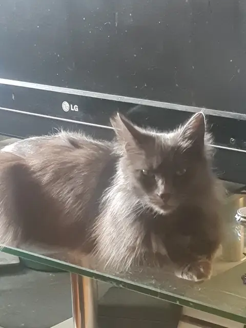 chatte lost   85460 L'Aiguillon-la-Presqu'île Didi (Dilou)