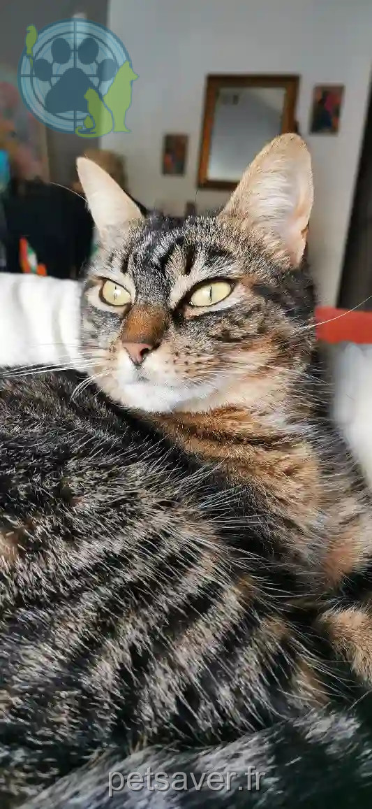 Chatte Perdue 85 Vendée L'Aiguillon-la-Presqu'île - Kali Chatte Perdue 85 Vendée L'Aiguillon-la-Presqu'île - Kali