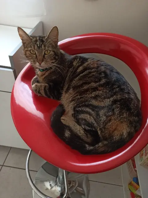 chatte lost   85150 Les Achards Reyla