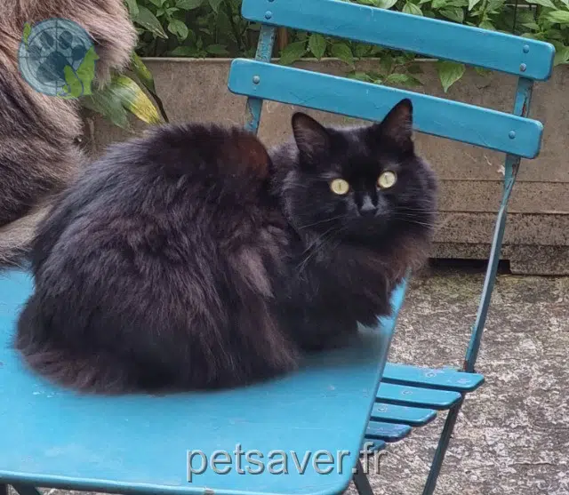 chatte lost Les Sables-d'Olonne Athéna