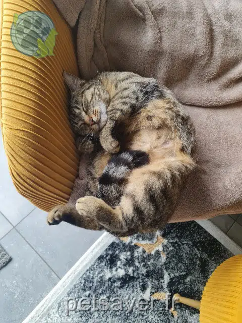 kat vermist Les Sables-d'Olonne Fifille kat lost Les Sables-d'Olonne Fifille
