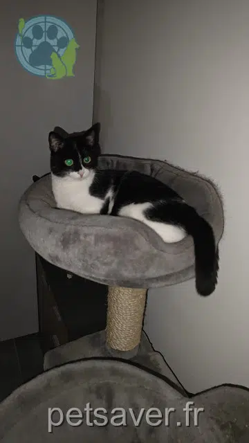 chatte lost Les Sables-d'Olonne Zorel