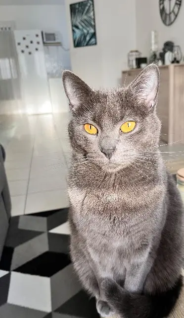 chatte lost   85190 La Genétouze Lina