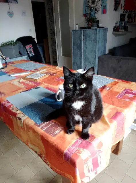 chatte lost   85160 Saint-Jean-de-Monts Lisette