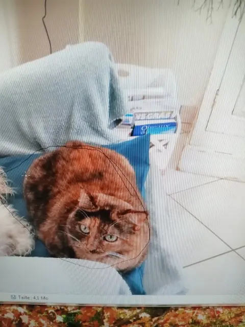 chatte lost   85340 L'Île-d'Olonne Loune