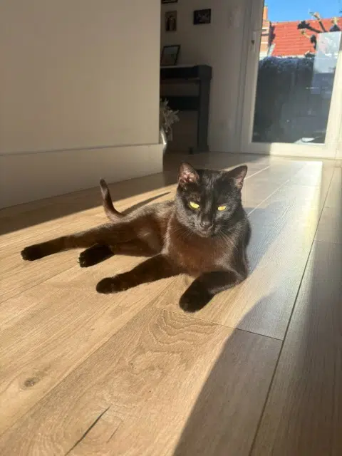 chatte lost   85160 Saint-Jean-de-Monts Lucy