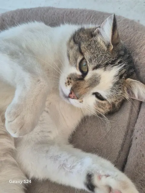 chatte lost   85190 Aizenay Luna