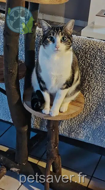 chatte lost   85320 Mareuil-sur-Lay-Dissais Winnie