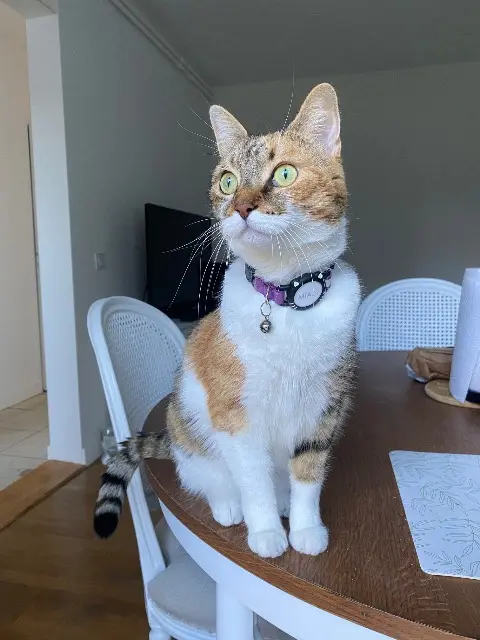 chatte lost   85000 La Roche-sur-Yon Mia