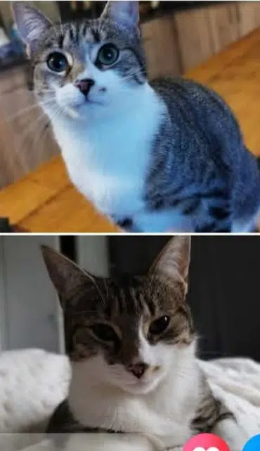 chatte lost   85110 Saint-Prouant Mimi