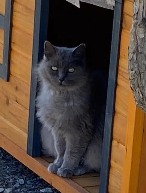 chatte lost   85770 Vix Mimine