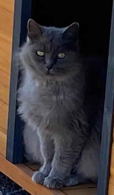 chatte lost   85770 Vix Mimine