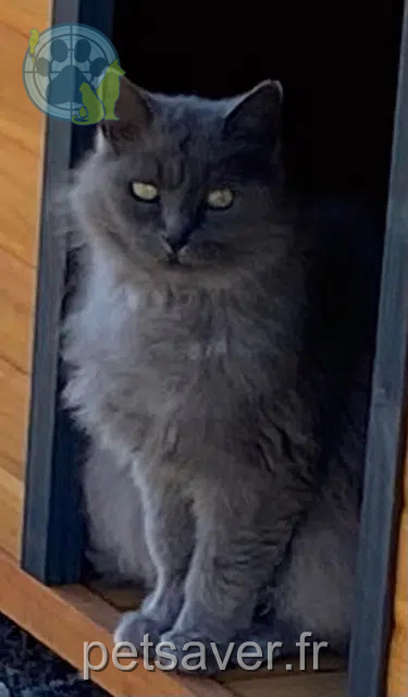 Katze vermisst 85770 Vix Mimine Katze lost 85770 Vix Mimine