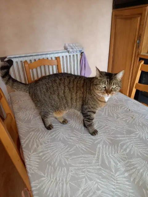 chatte lost   85520 Saint-Vincent-sur-Jard Minette