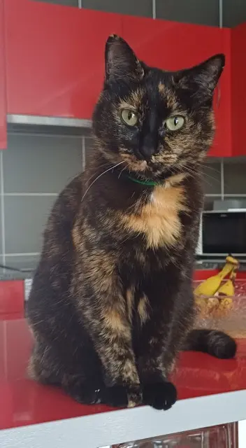 chatte lost   85770 Vix Miquette