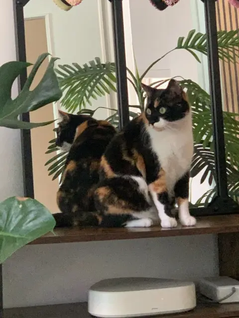 chatte lost   85600 Montaigu-Vendée Maze