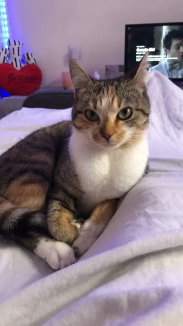 chatte lost   85600 Montaigu-Vendée Nala