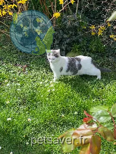 Chatte Perdue 85 Vendée Chatte Perdue 85 Vendée