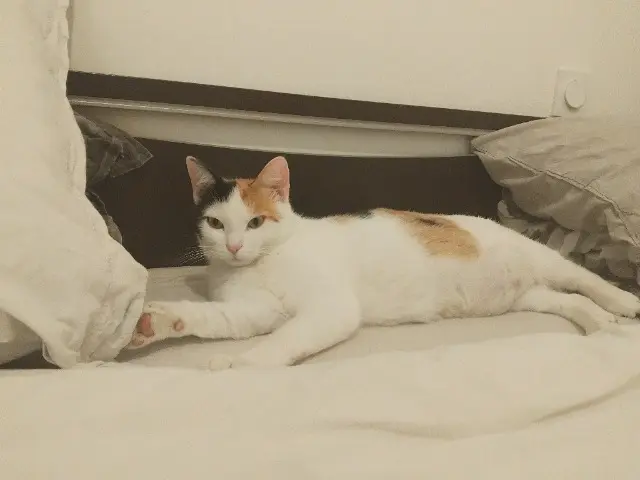 chatte lost   85170 Le Poiré-sur-Vie Nala