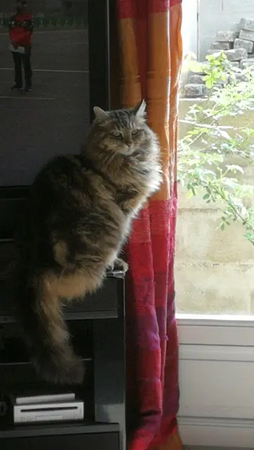 chatte perdue 85520 Jard-sur-Mer Nala chatte lost 85520 Jard-sur-Mer Nala