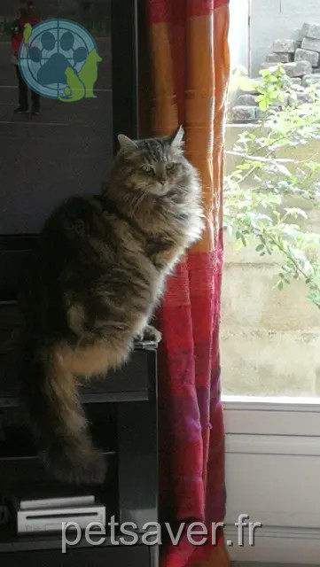 gata perdida 85520 Jard-sur-Mer Nala gata lost 85520 Jard-sur-Mer Nala