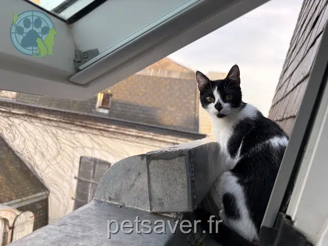 chatte lost   85000 La Roche-sur-Yon Narcissa