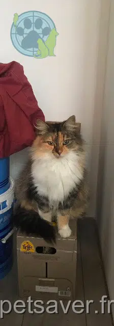 chatte lost 85150 Saint-Georges-de-Pointindoux Ouna