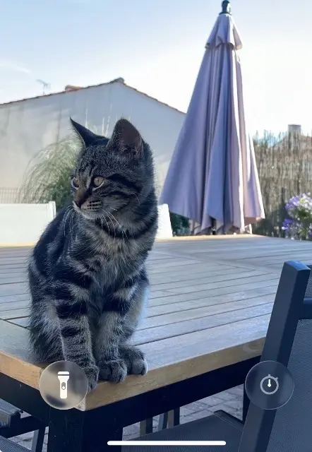 chatte lost   85670 Saint-Christophe-du-Ligneron Oya