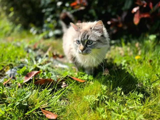chatte lost   85280 La Ferrière Pimousse