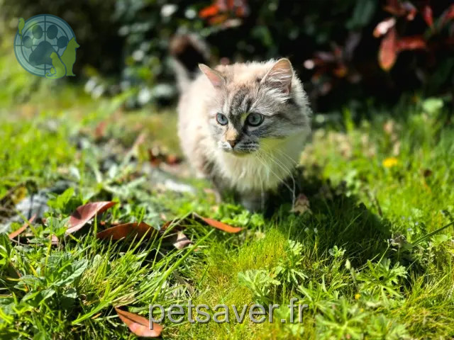 cat lost 85280 La Ferrière Pimousse cat lost 85280 La Ferrière Pimousse