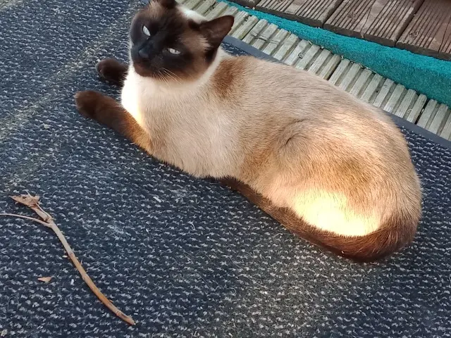 chatte lost   85220 Coëx Pinup