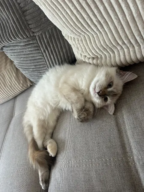 chatte lost   85000 La Roche-sur-Yon Plume