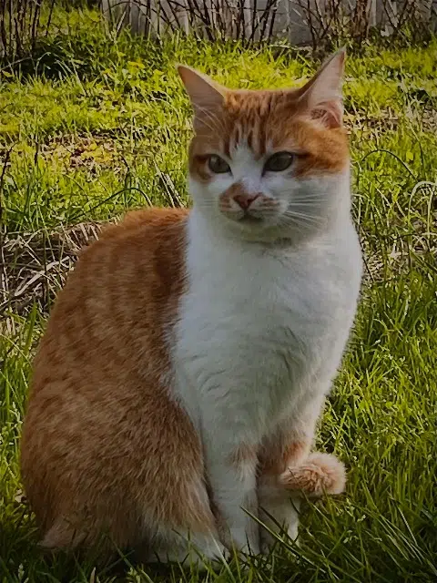 chatte lost   85660 Saint-Philbert-de-Bouaine Poppy