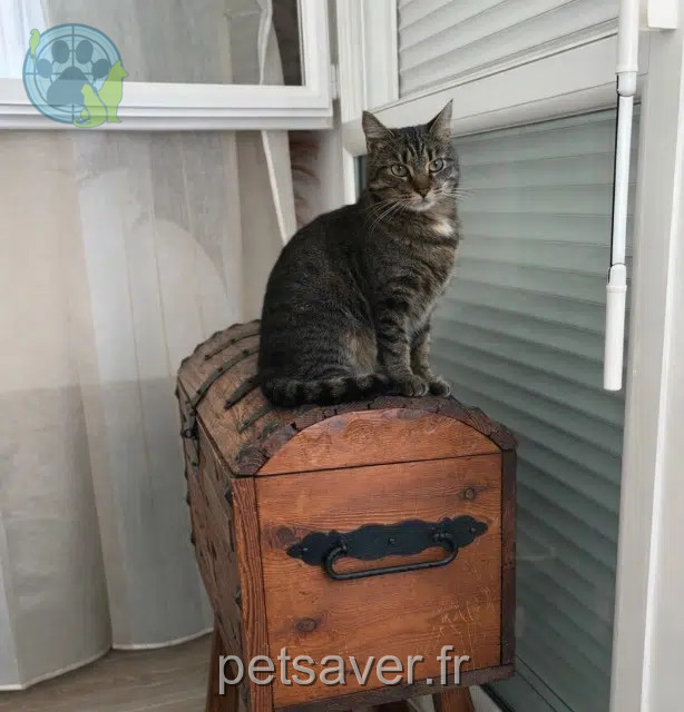 cat lost   85400 Luçon Pouloute