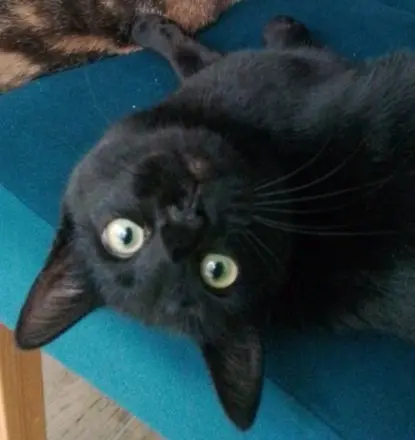 chatte lost   85190 Aizenay RAYA