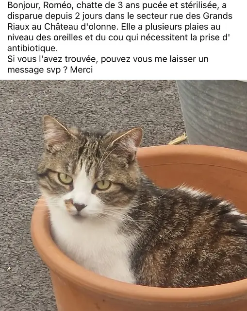 chatte lost    Les Sables-d'Olonne romeo