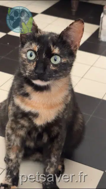 chatte lost 85360 La Tranche-sur-Mer Ruby