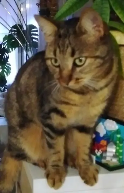 chatte lost   85440 Poiroux Shakti