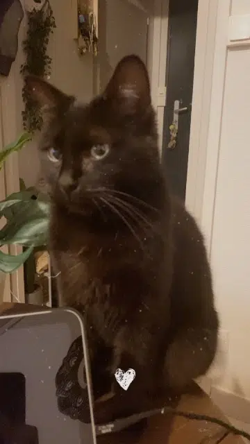 chatte lost   85700 Pouzauges Shasha