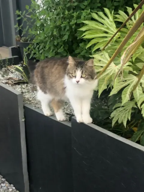 chatte lost   85300 Challans Stella