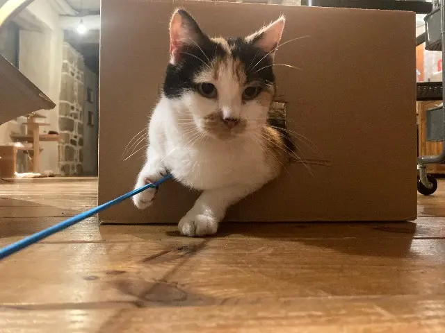 chatte lost   85630 Barbâtre Sun